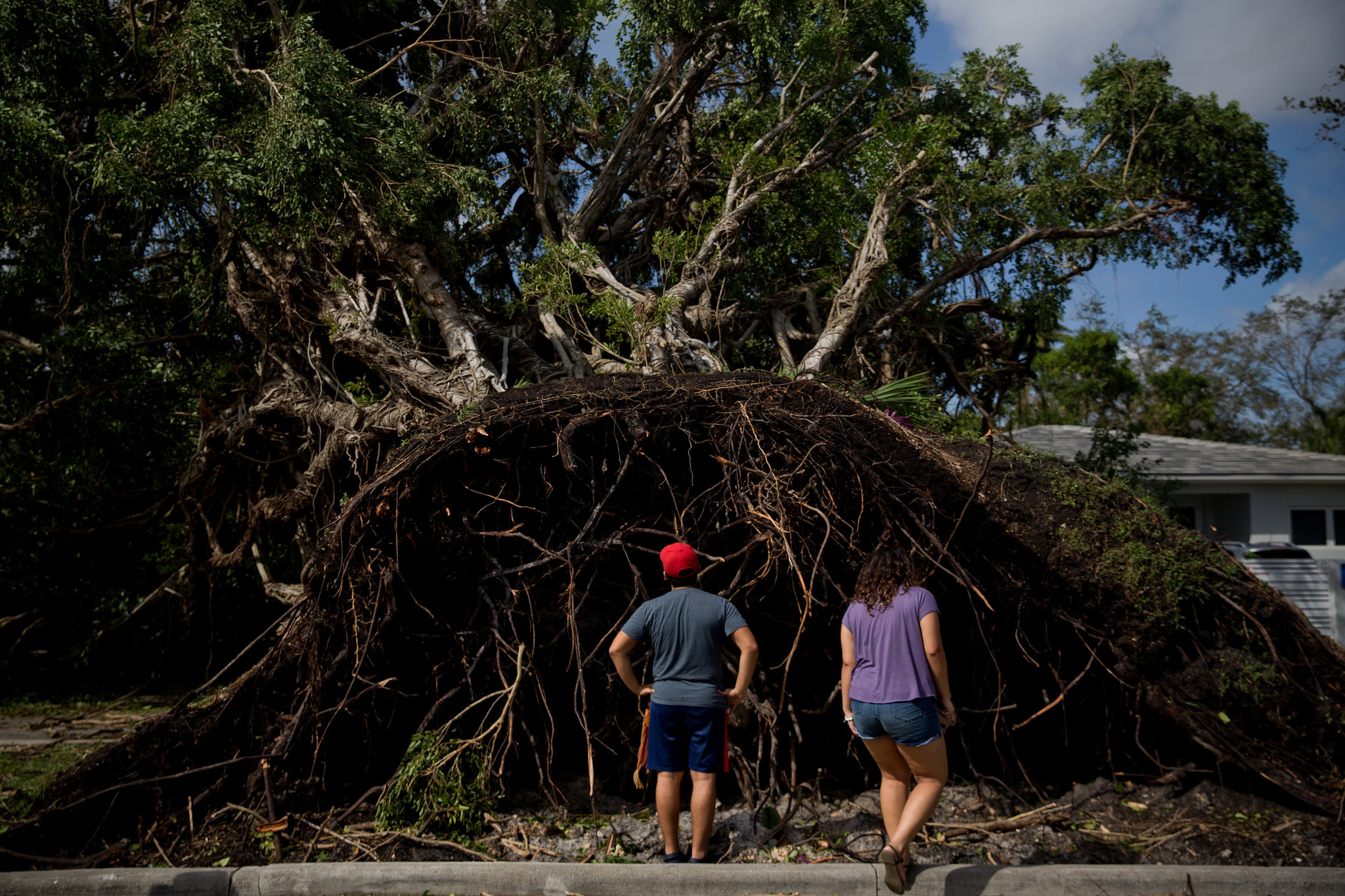 Fallen Trees from Saturated Ground (Credit Scott McIntyre for The New York Times)